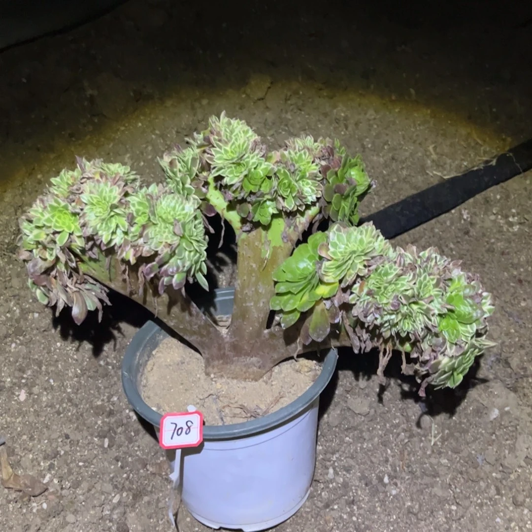 708多肉植物朝霞阴阳缀化