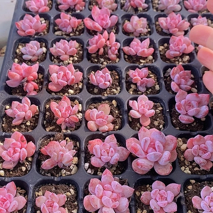 3 多肉植物盆栽花卉
