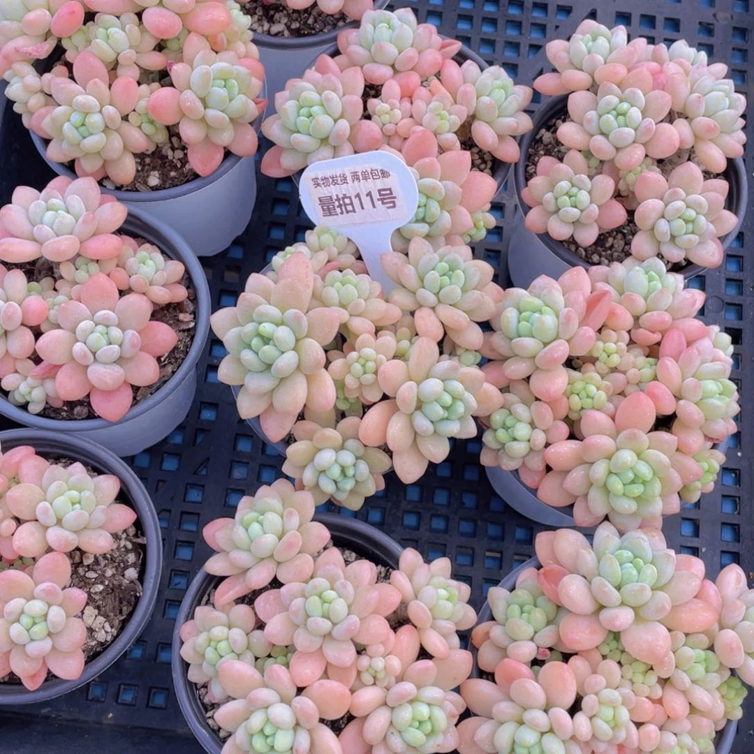 量拍11号鱼子酱多头老桩群一个