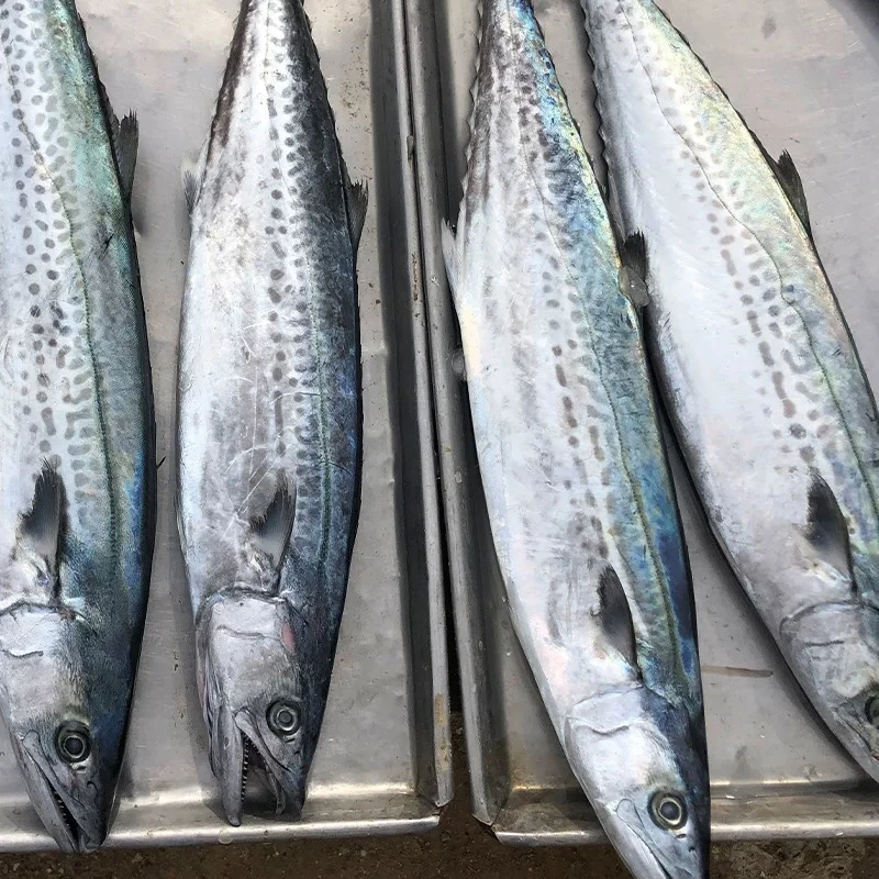 马鲛鱼新鲜冷冻马胶鱼蓝点青花鱼马友鱼马交鱼鲐鲅鱼整条特大鲅鱼