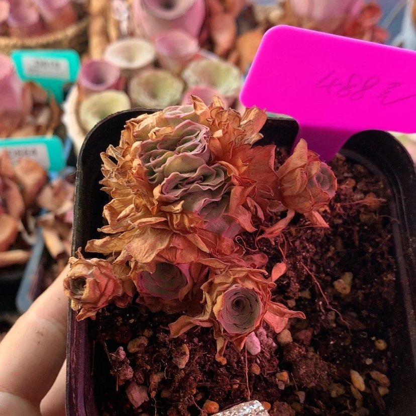 【闪购商品】柠***?11月会员390