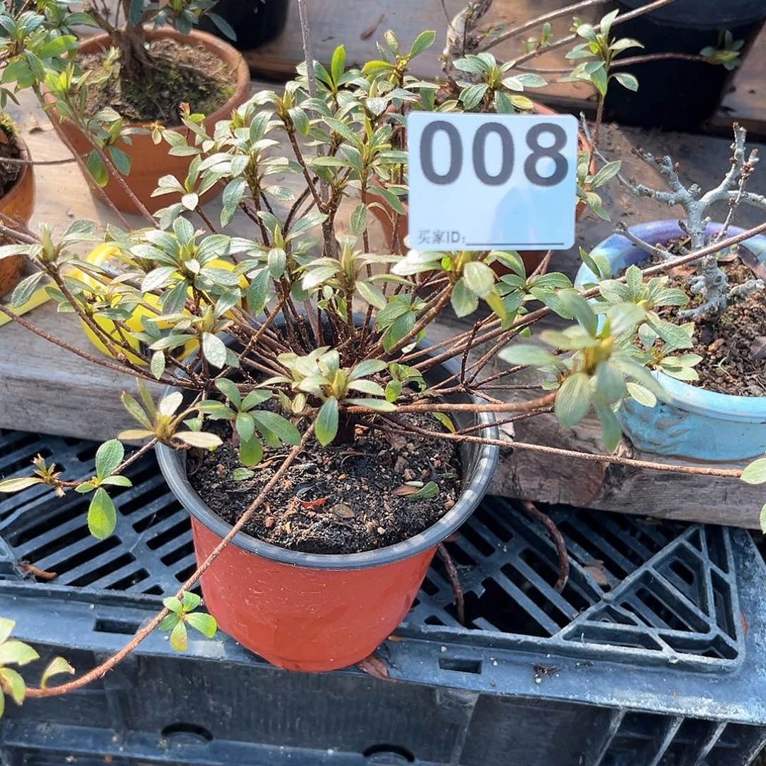 红陶直播时间一个一个