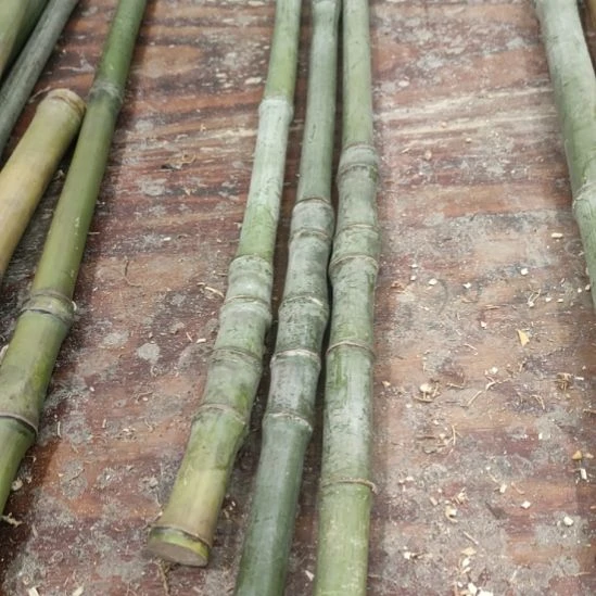 华***店实心玉竹手把件金条料