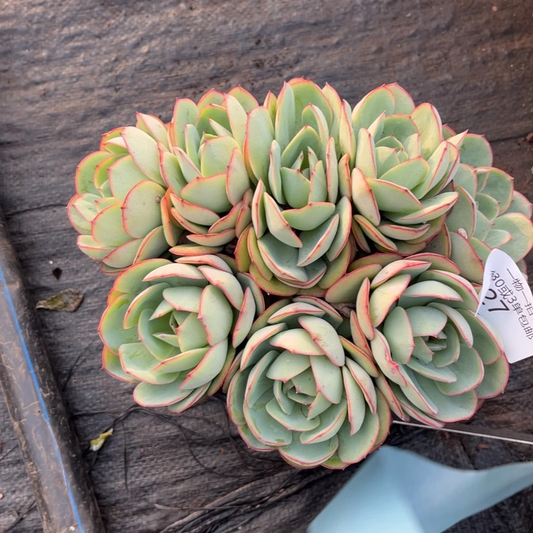 127牡丹亭多肉植物……