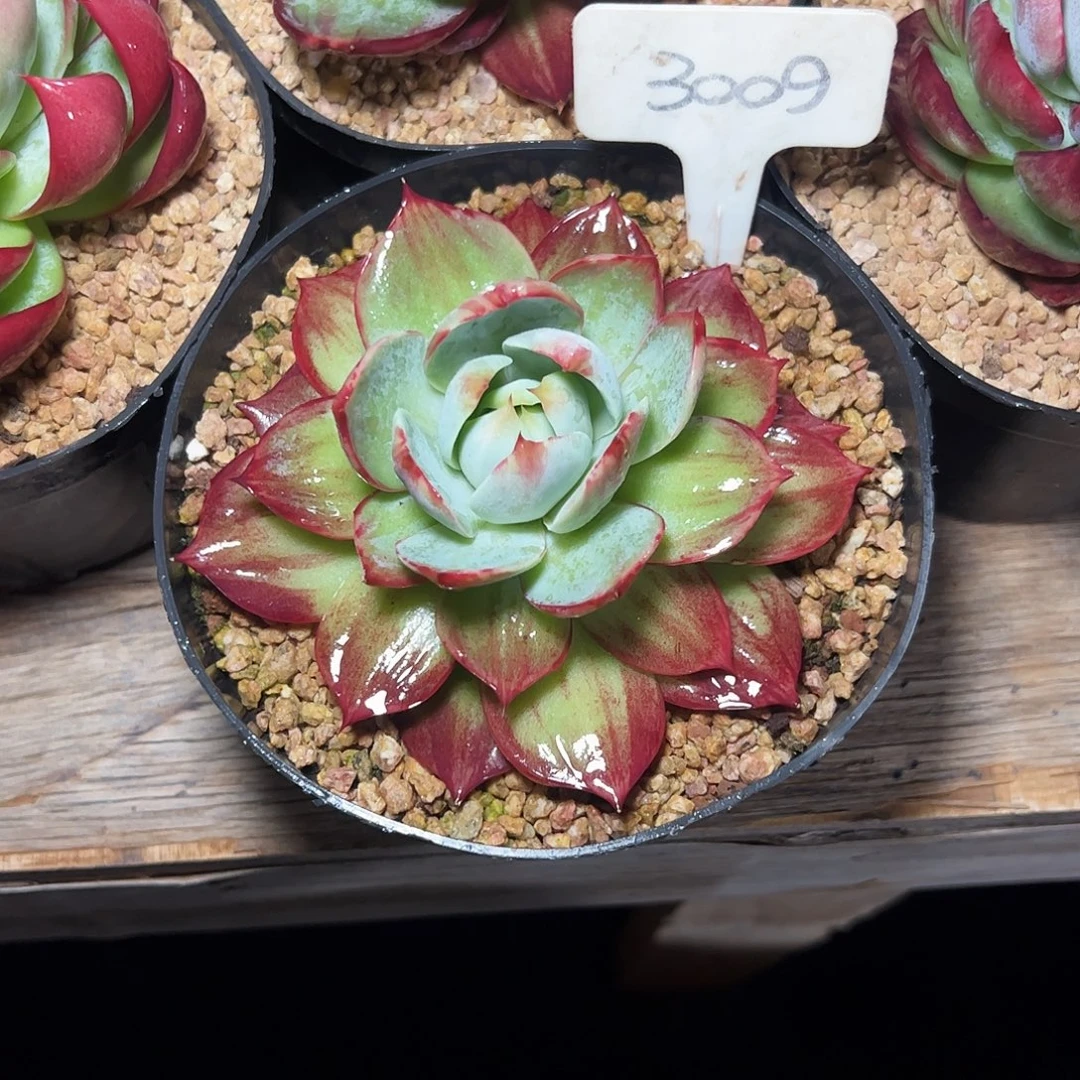 ****妈惊鸿仙子一物一拍3009号