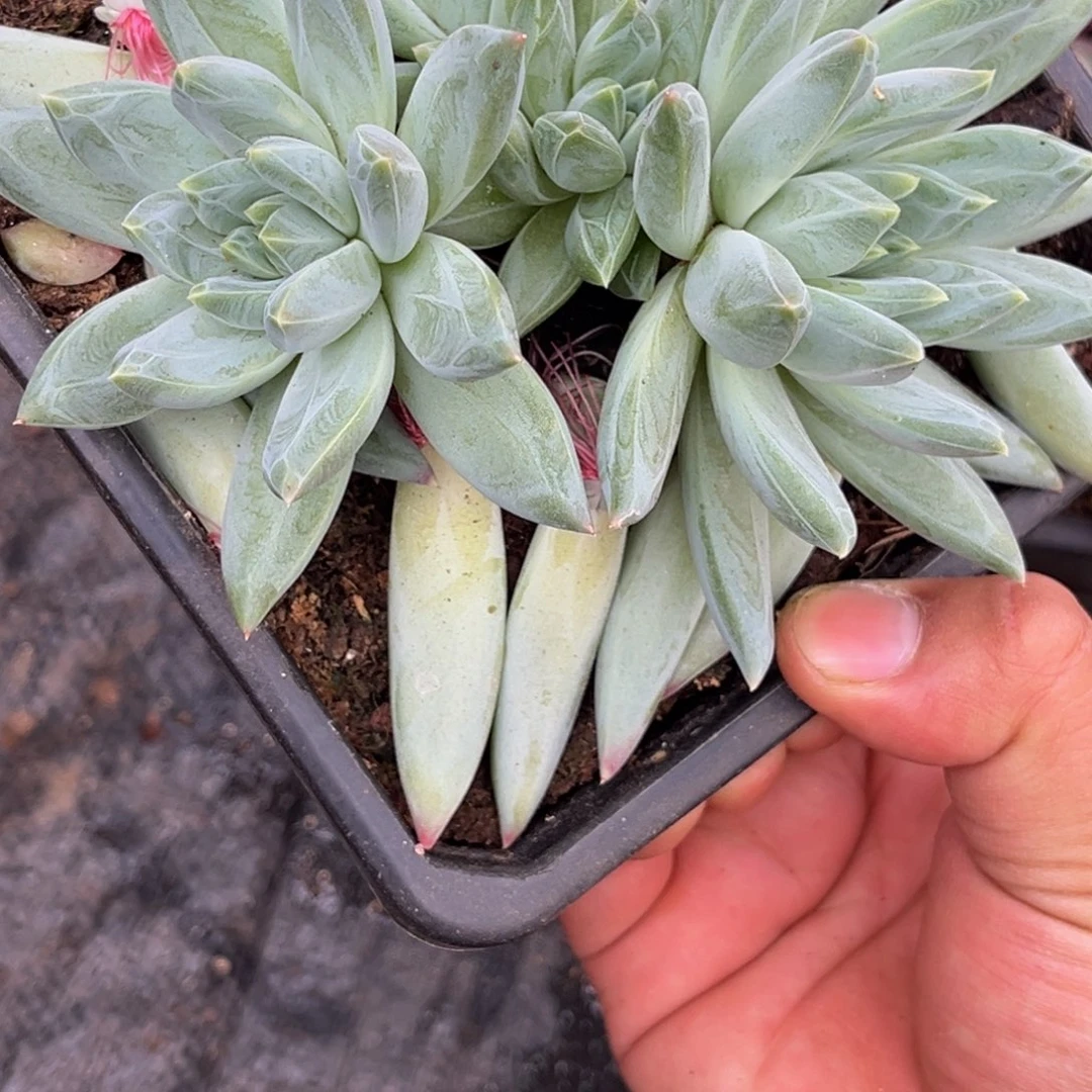 潇***族1348号上午多肉植物群生多肉植物