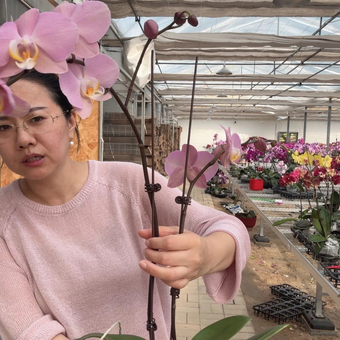 完全开放萨多瓦1颗双剑259