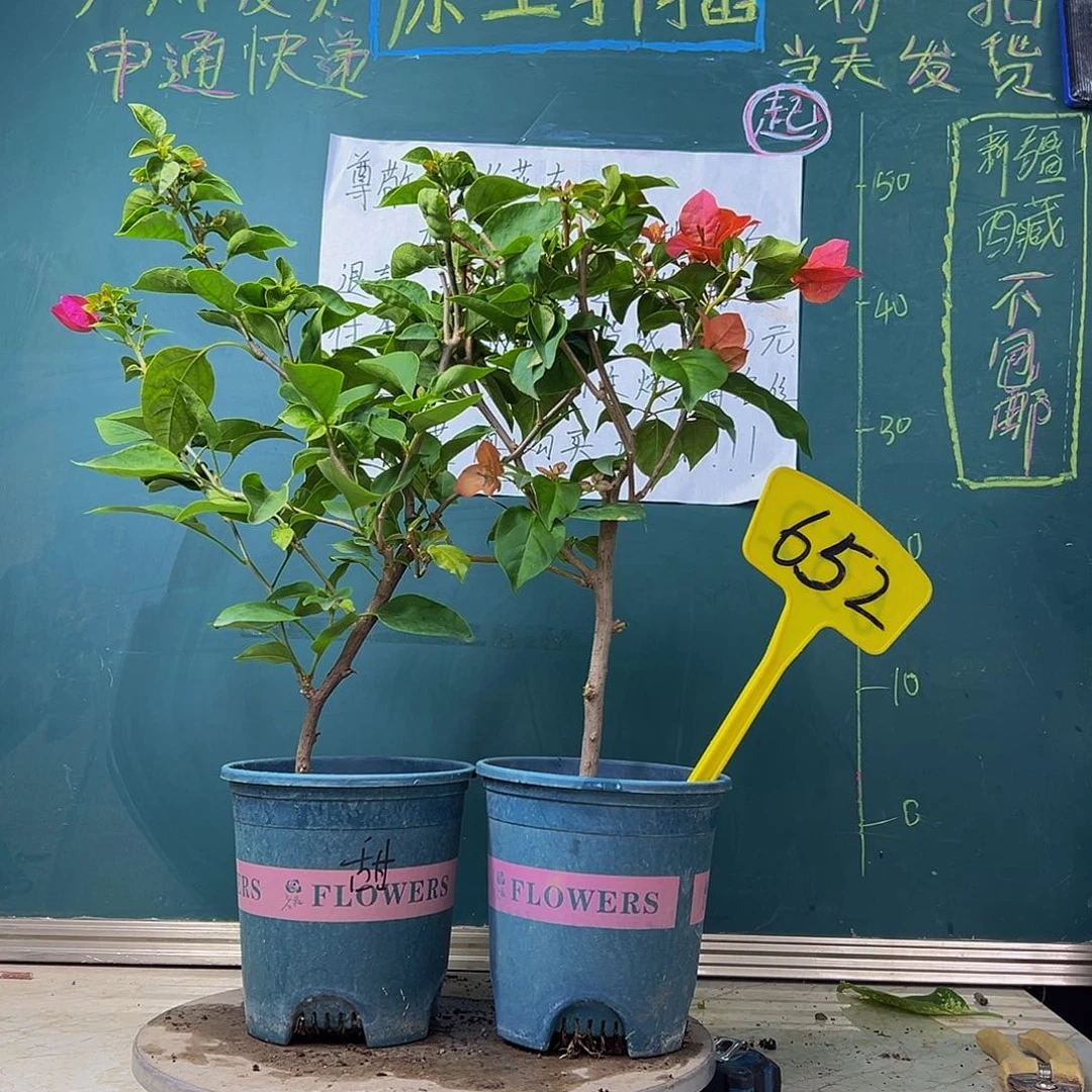 当前无花栽培后可以开花暗斑夕阳红 甜西瓜 652