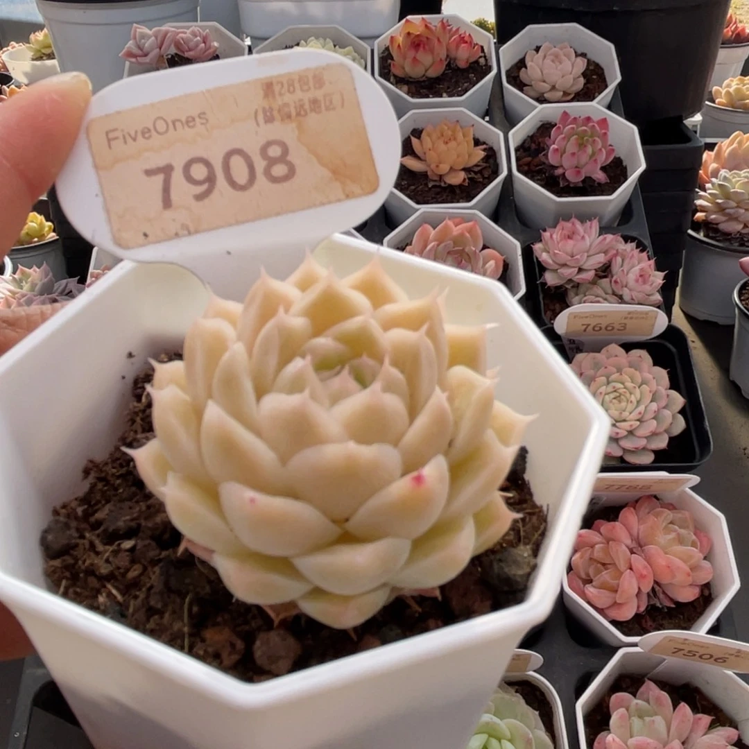 绿糖甜心7908-4.5厘米