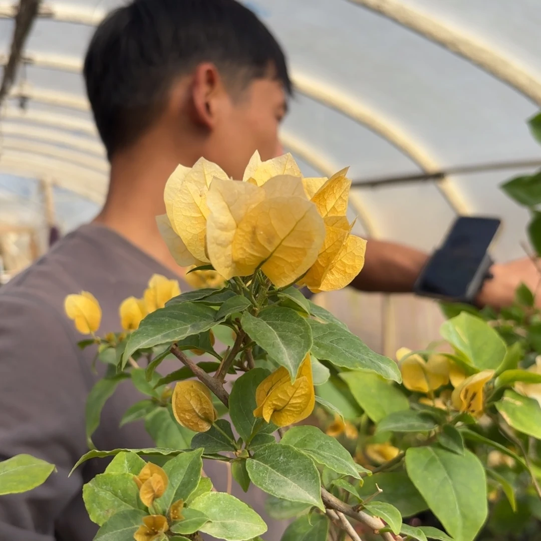 全部花苞（苏瓦娜）三角梅会落花落叶苗有大有小