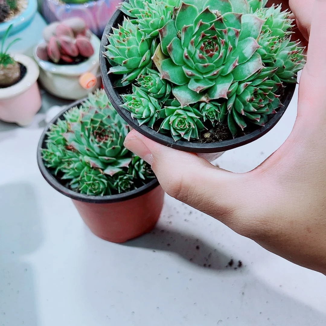 柔情长生草系列满15包邮