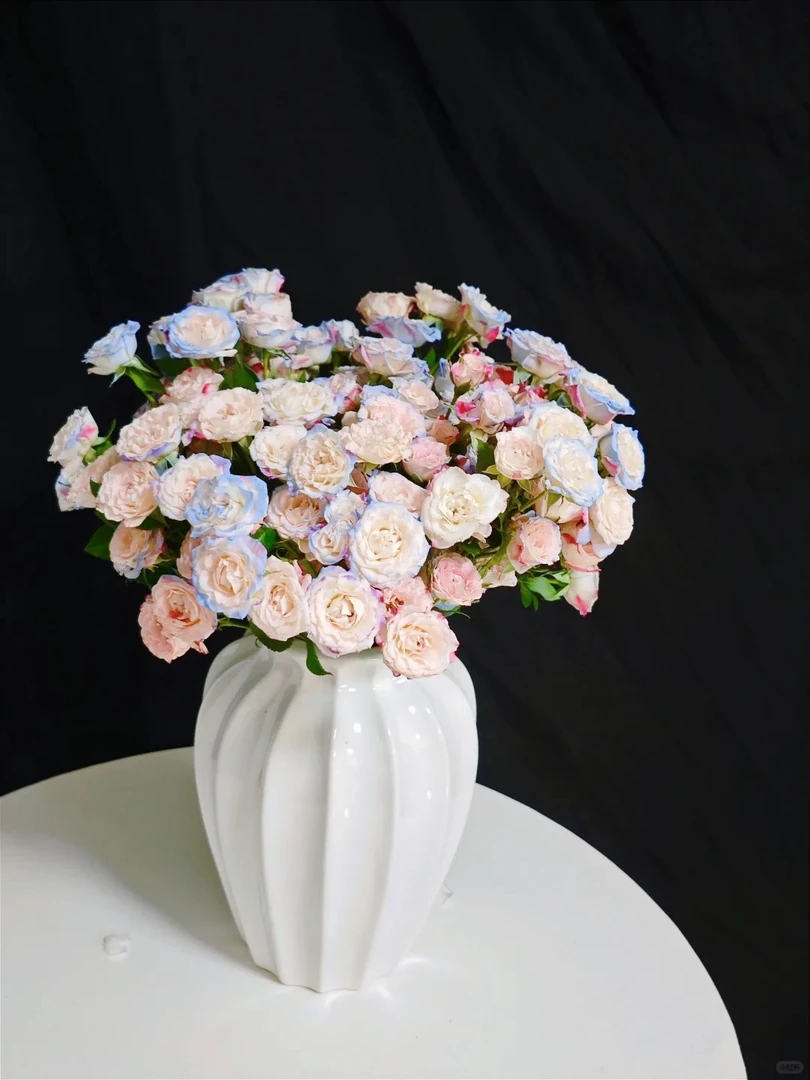 瑞雪[多头碎冰蓝泡泡]云南鲜花浪漫带回家插花优质新鲜高品质