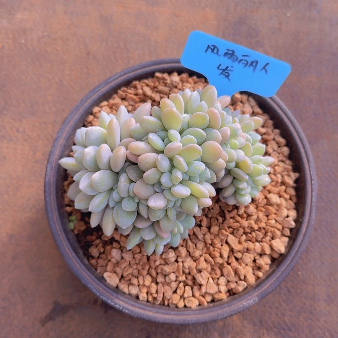 风**人丽人寄养111111111111