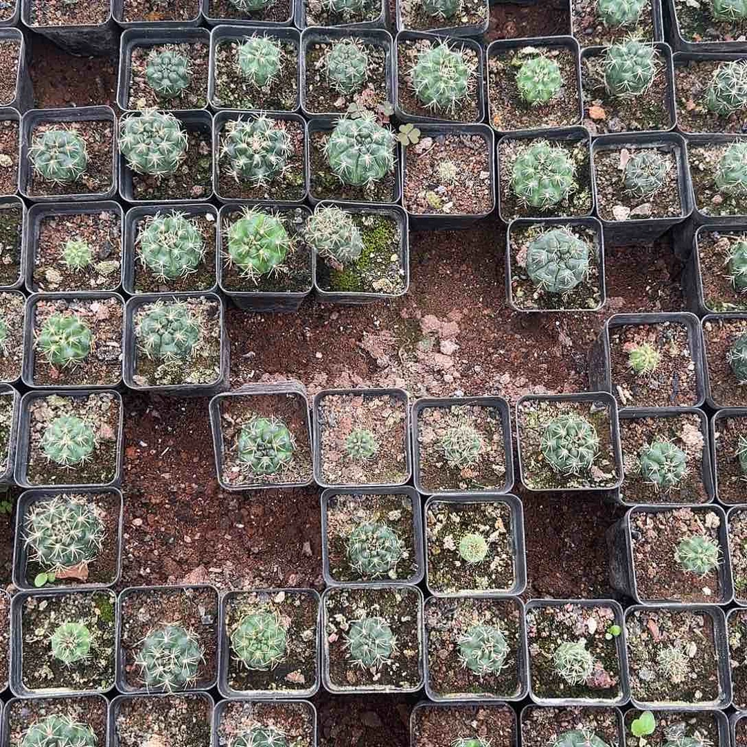 决绝子小苗3公分左右