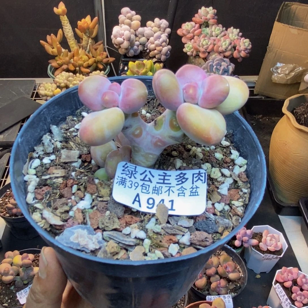 941芒果奶kk奶多肉4c m