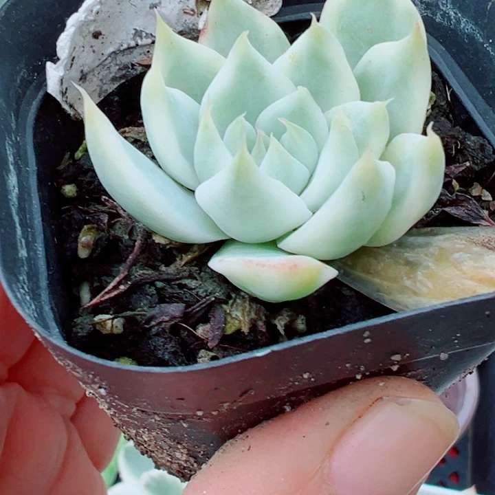 吉娃娃锦多肉植物300