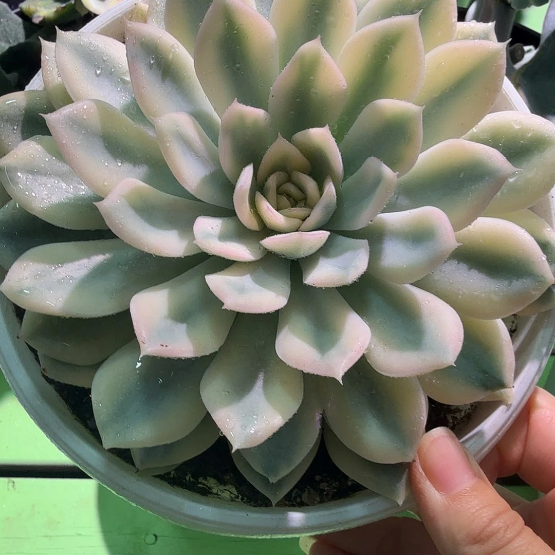 月亮仙子锦，多肉植物