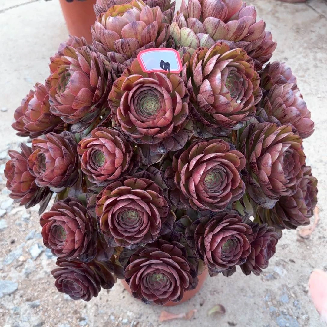 无花朵41万拉丝朵朵多肉植物绿植