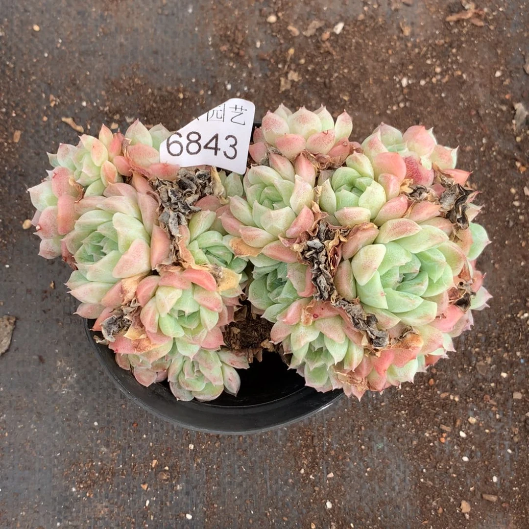 文*6843散群不售后10厘米