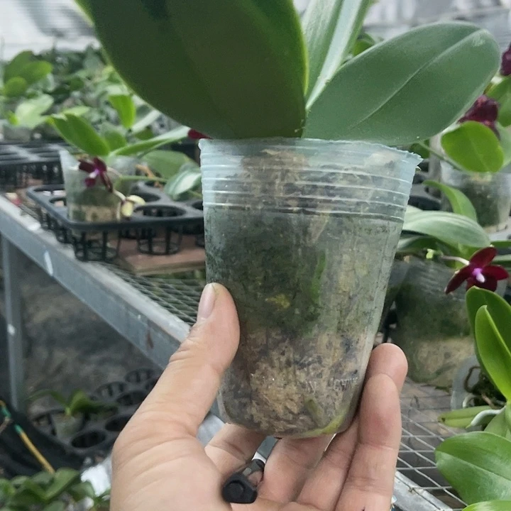 当前无花栽培后可以开花白天鹅
