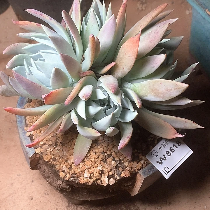 8618牡丹苹果叶多肉