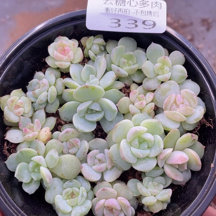 云糖心多肉植物339