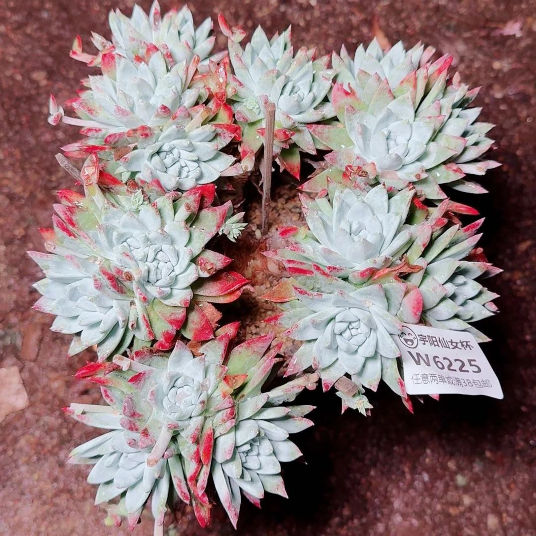 派****6225法瑞苹果叶杂仙女杯