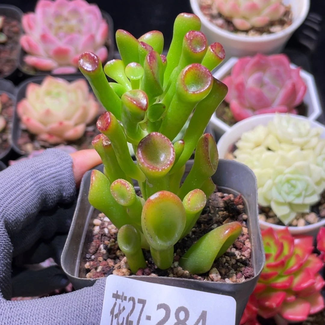 花利美27-284吸财树
