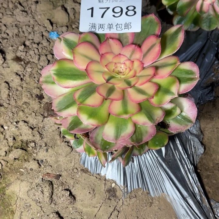荔枝多肉的人多1798