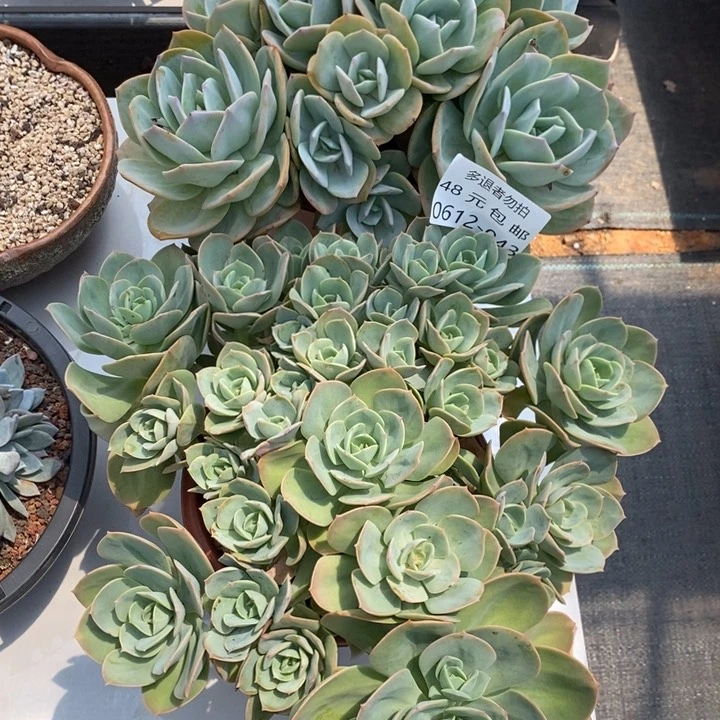 ?***?夏悦多肉0612-43组合2