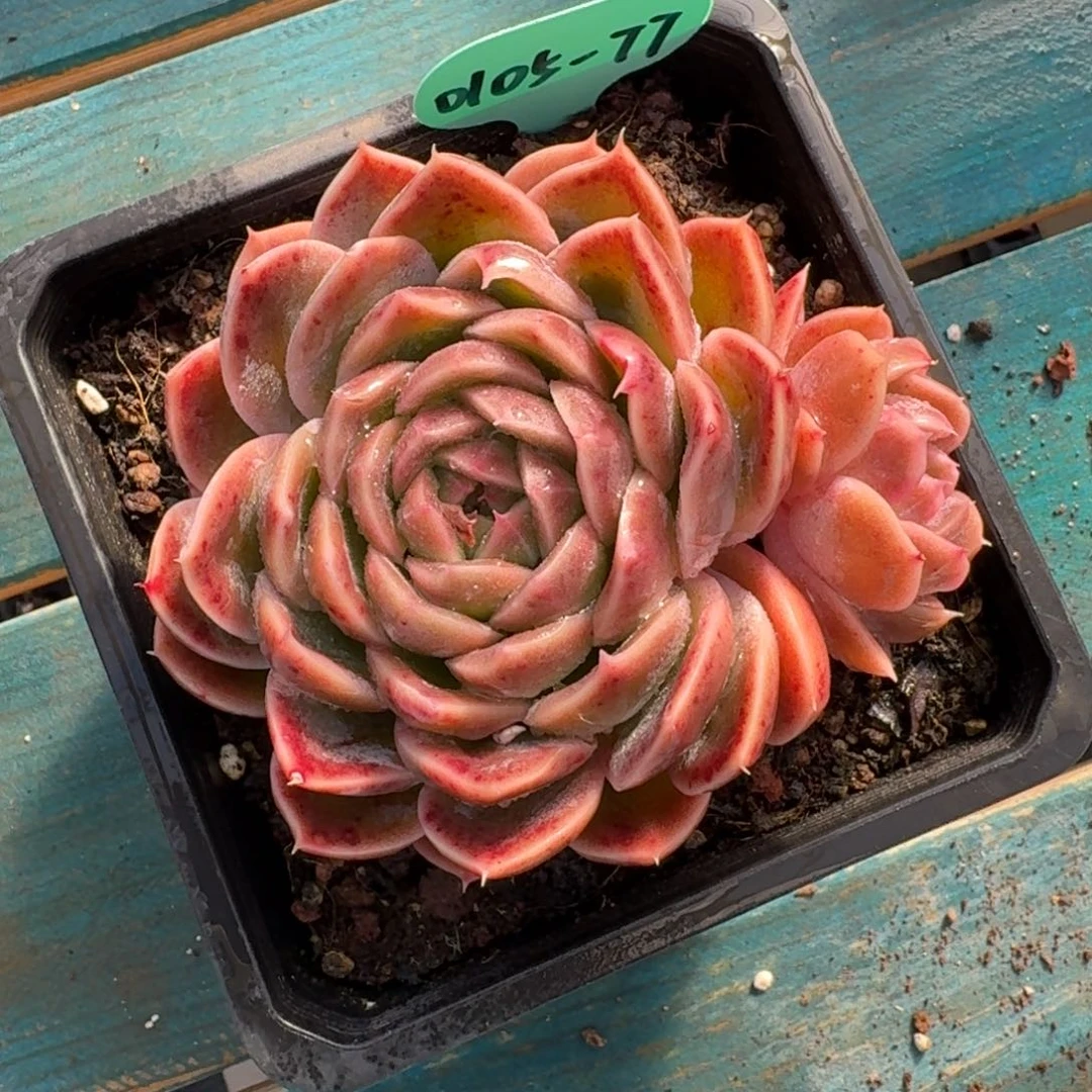 从前慢多肉精选编号0105.77