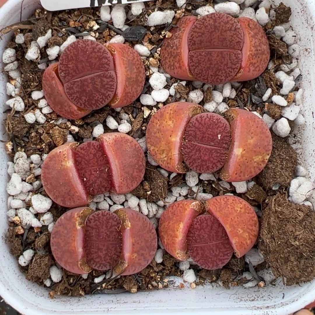 【闪购商品】039……