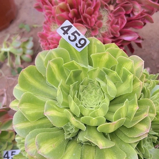 t****8多肉植物一个
