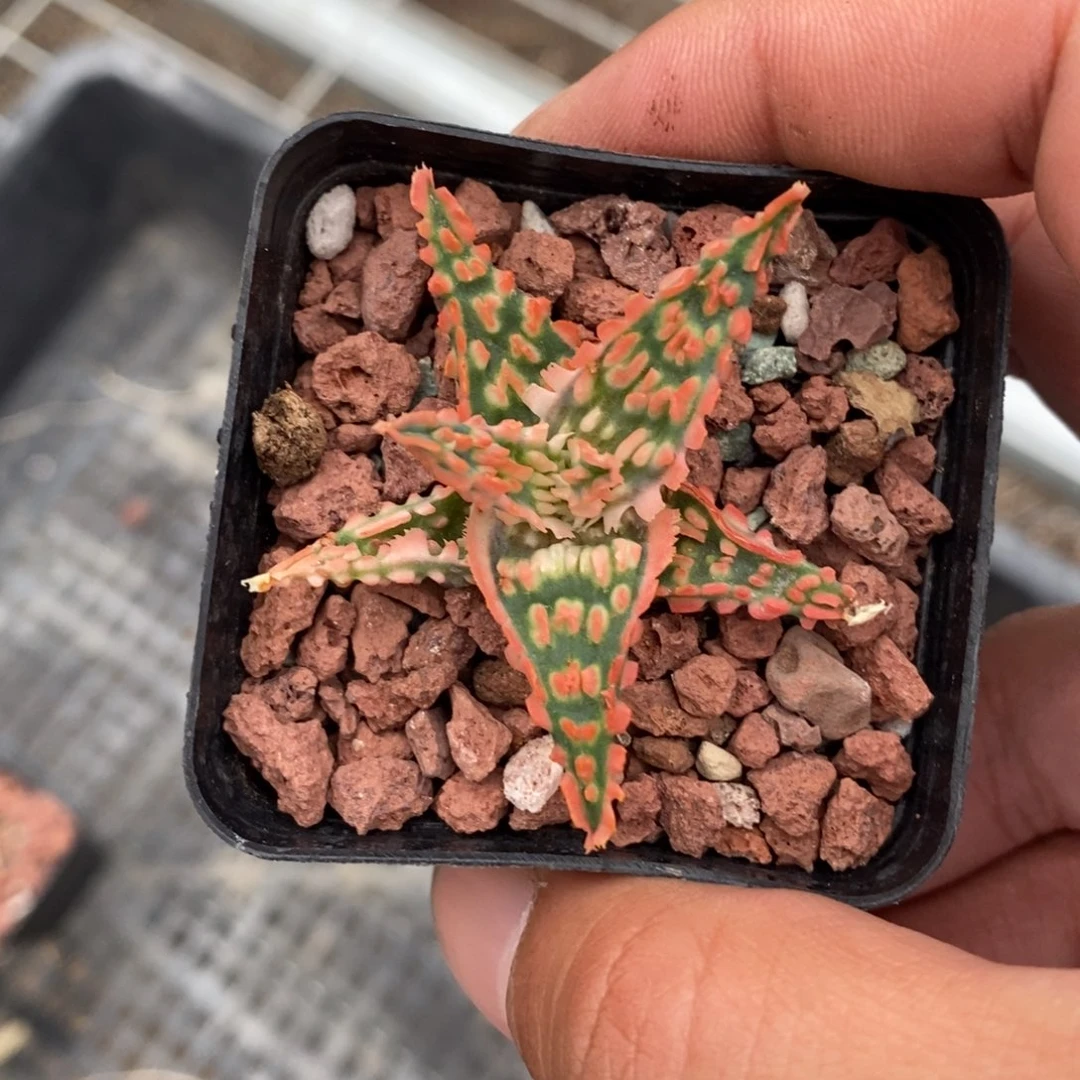 洋*粉163 一颗福利。