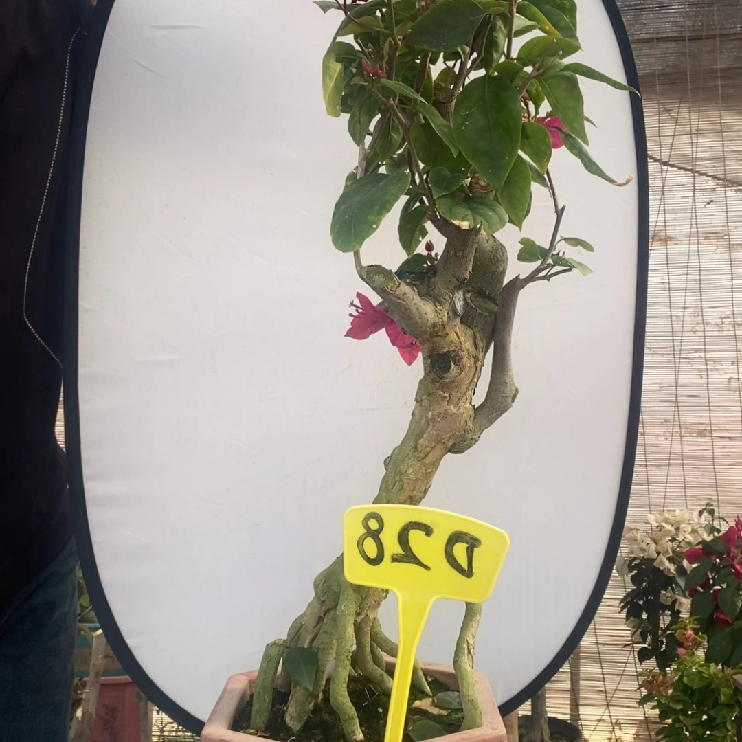 y***幕三角梅玫瑰红D28