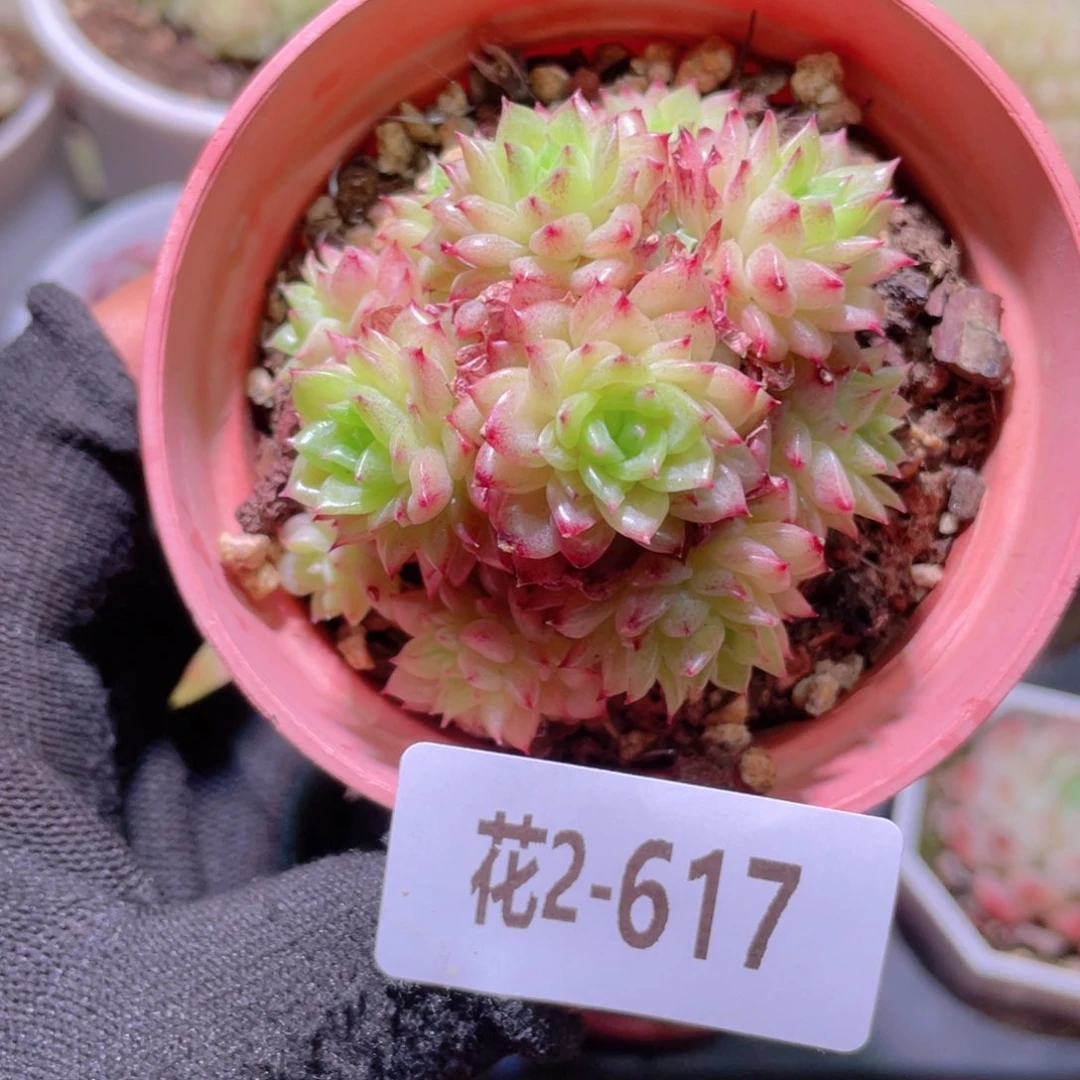 花利美2-617麦秆