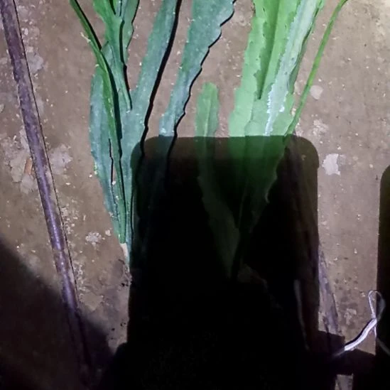 用***2完全开放令箭何花238号1刀3