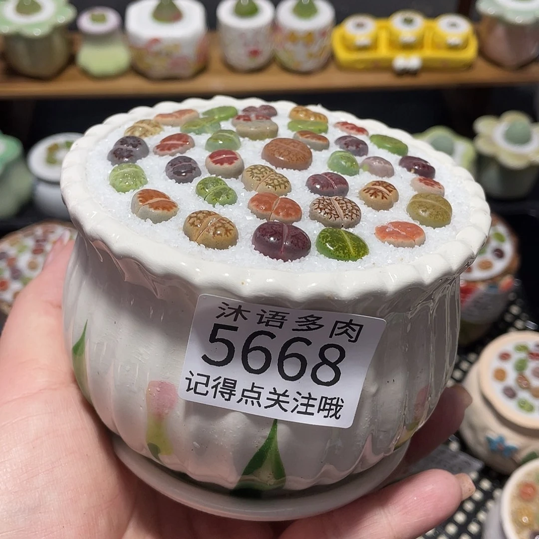带盆土植物 一物一拍5668