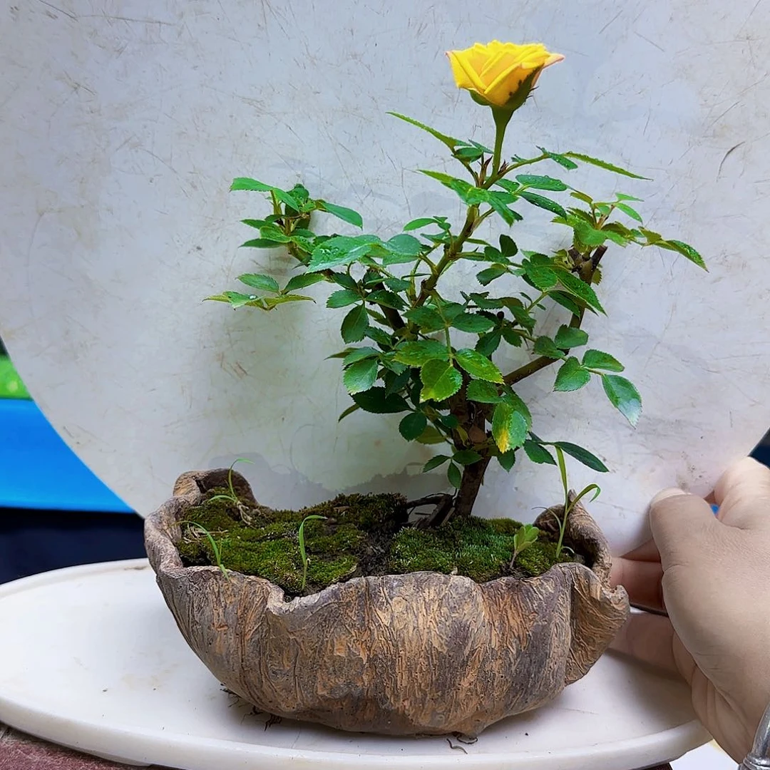 风****无花朵玫瑰花反派男友