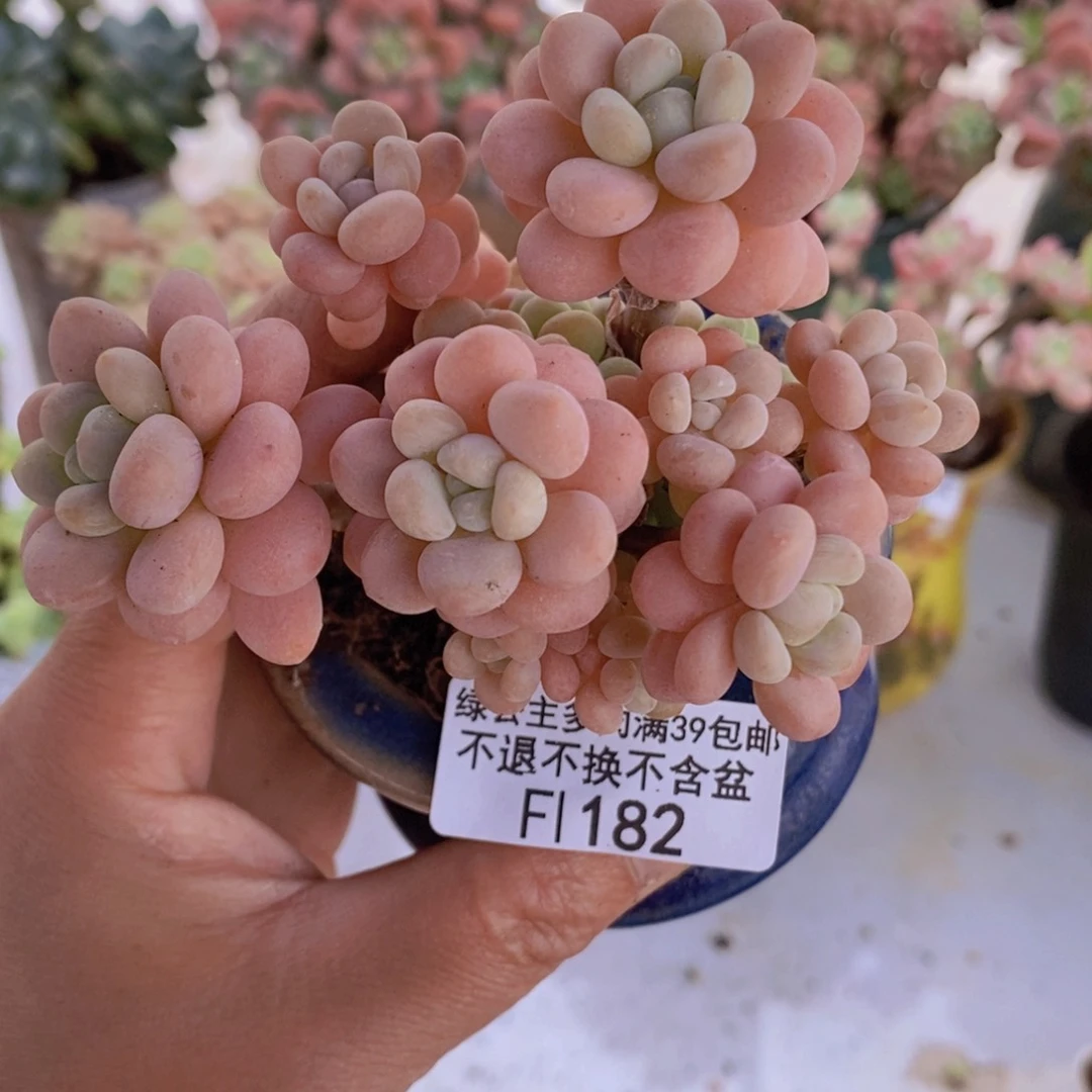 洛可可8cm182多肉植物