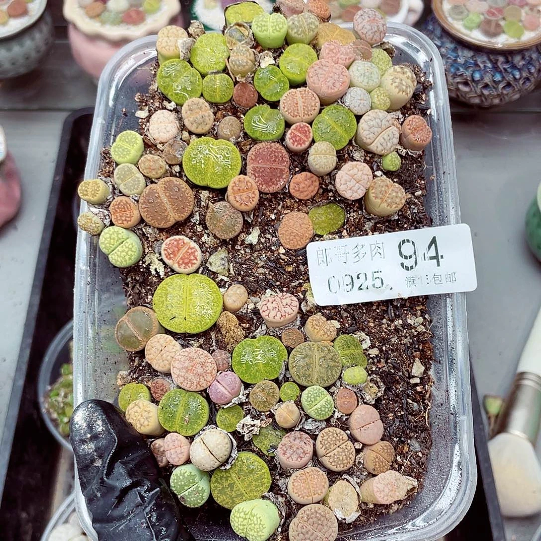 生石花满18包邮0925-94