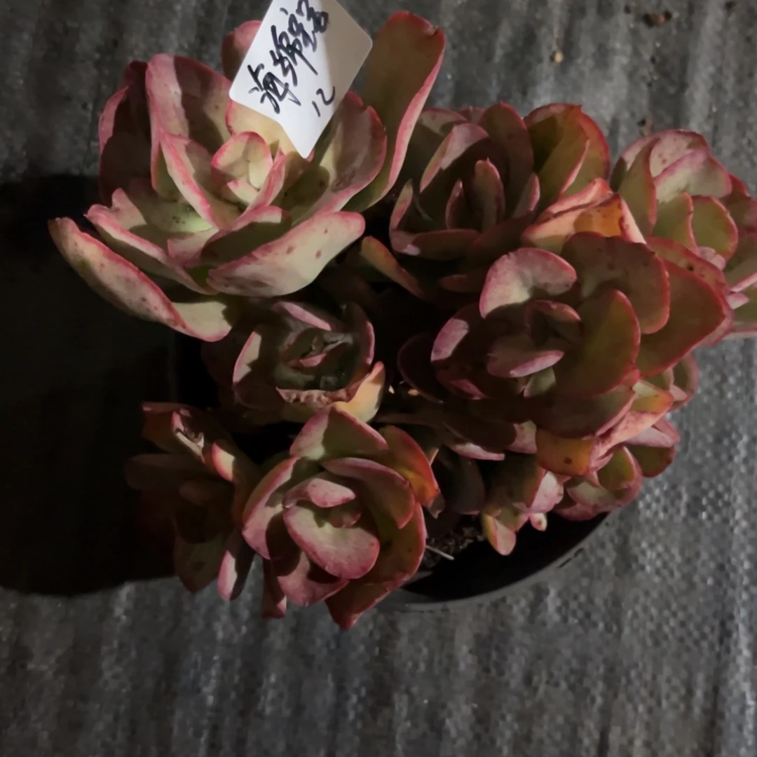 ?****?原始初吻多肉植物