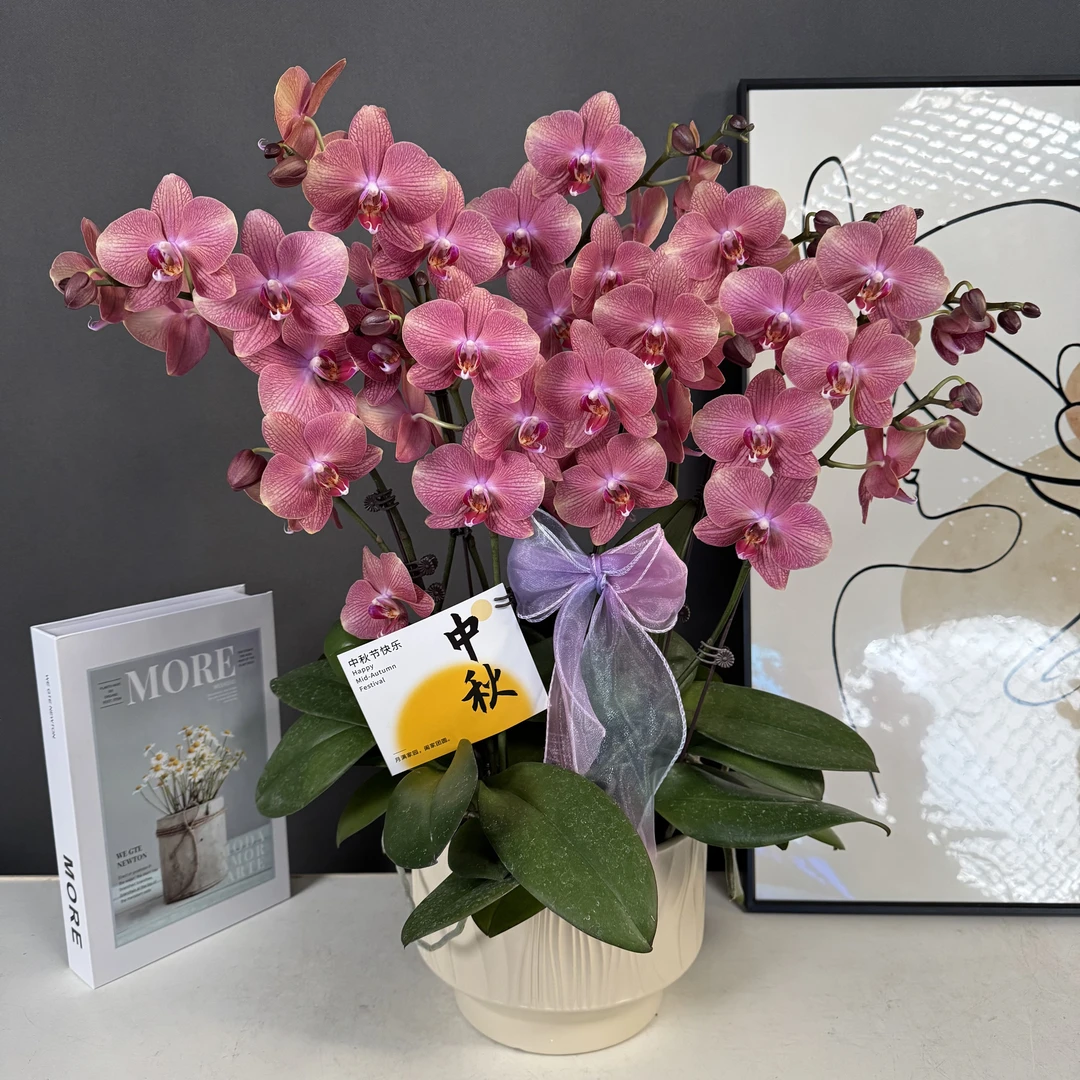 【鲑鱼】欧品 复古橘橙色 稀有花花 带花苞 蝴蝶兰高端室内花卉