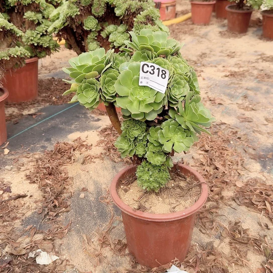 318绿缀朵朵一颗满28包邮