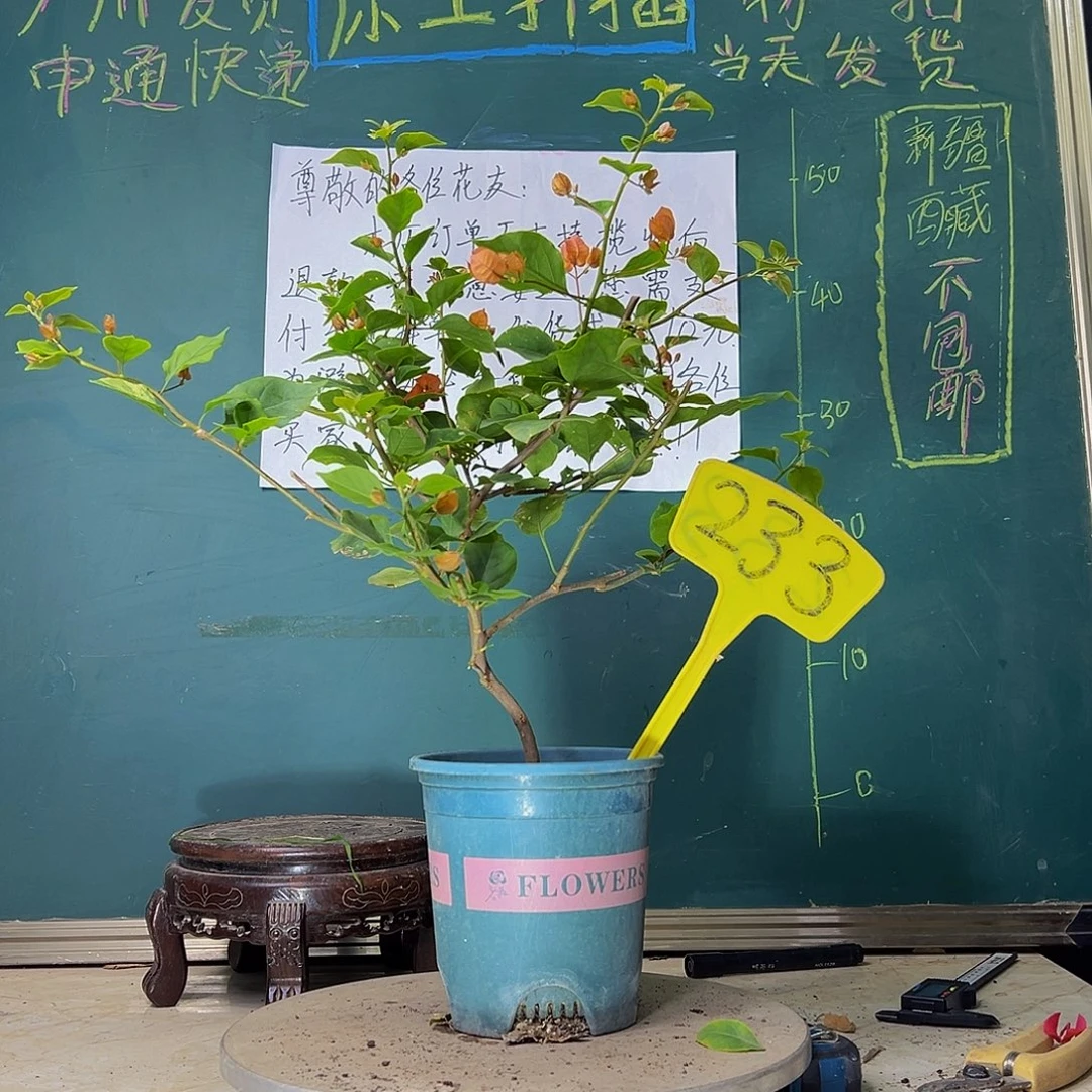 当前无花栽培后可以开花造型 热带花束233