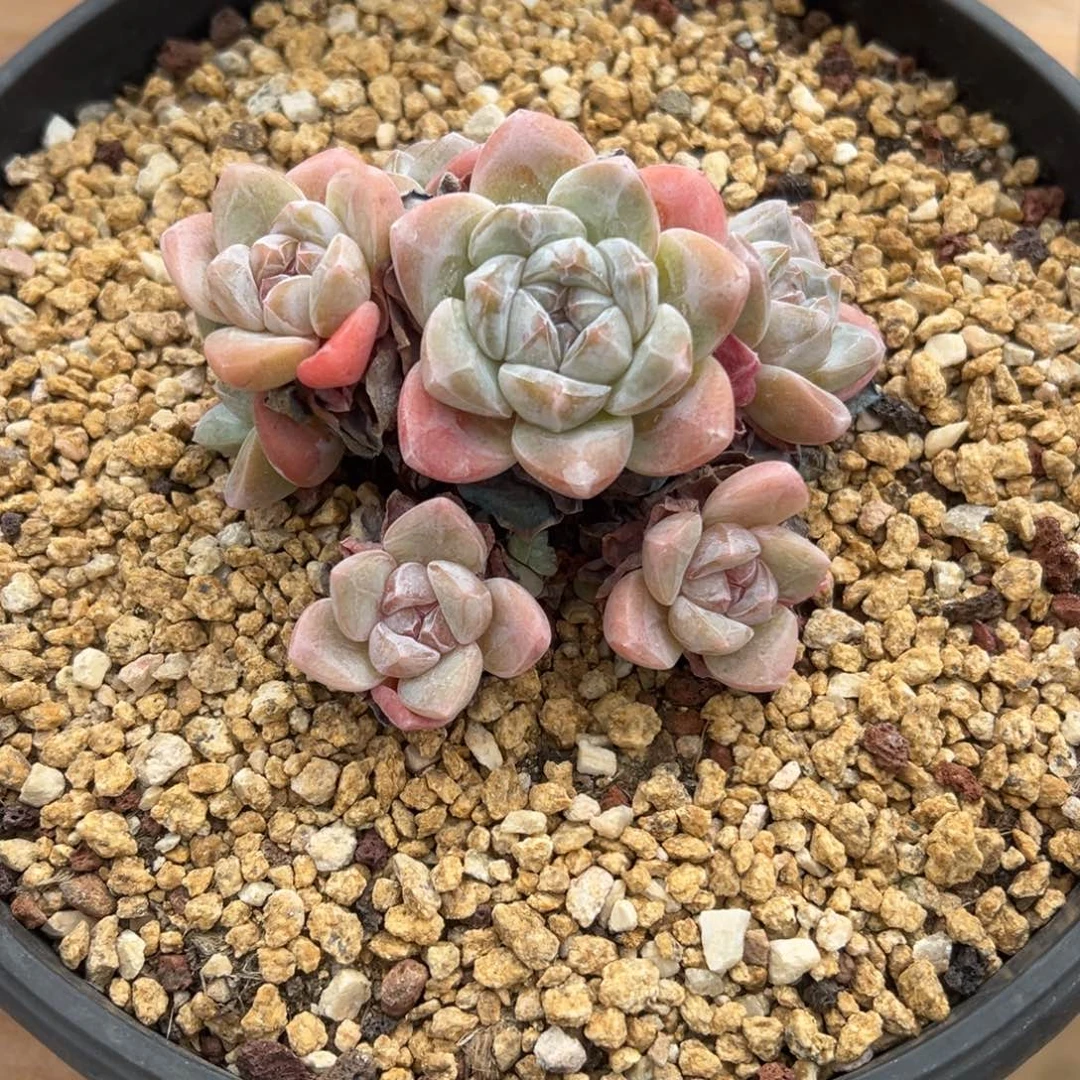 叁***里溏心冰玉粗腿特价