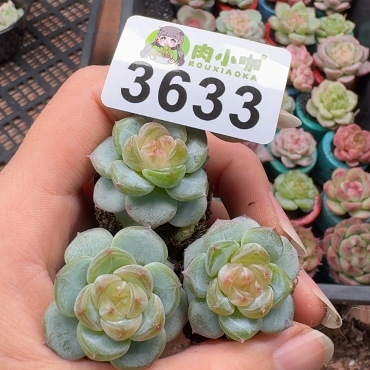 多肉植物多肉植物