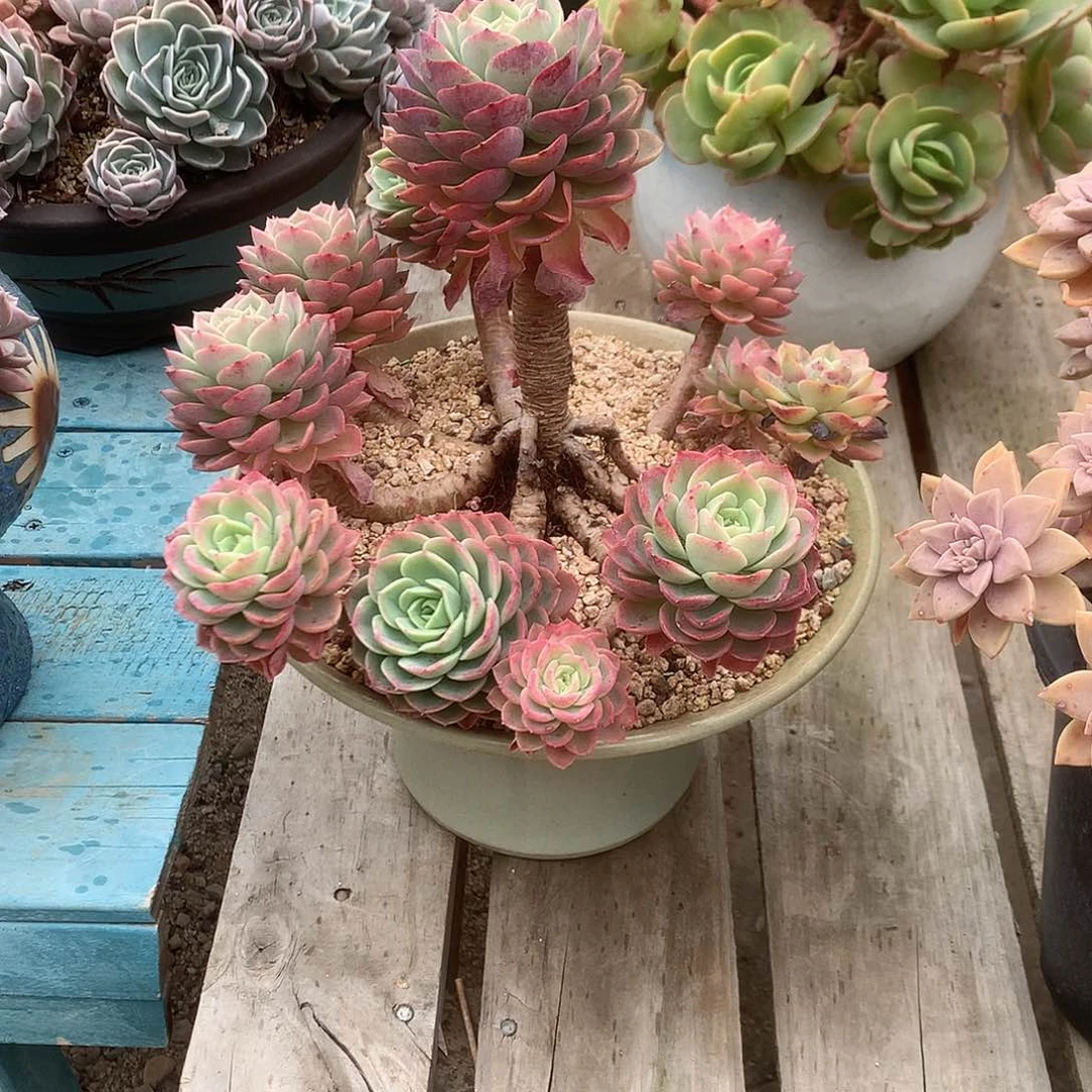 晨*哈密瓜多肉植物脱土