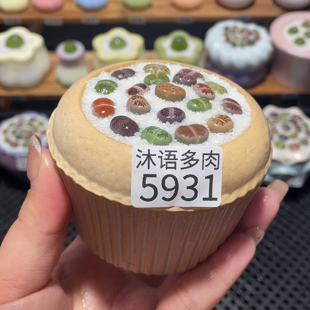 带盆土植物 一物一拍5931