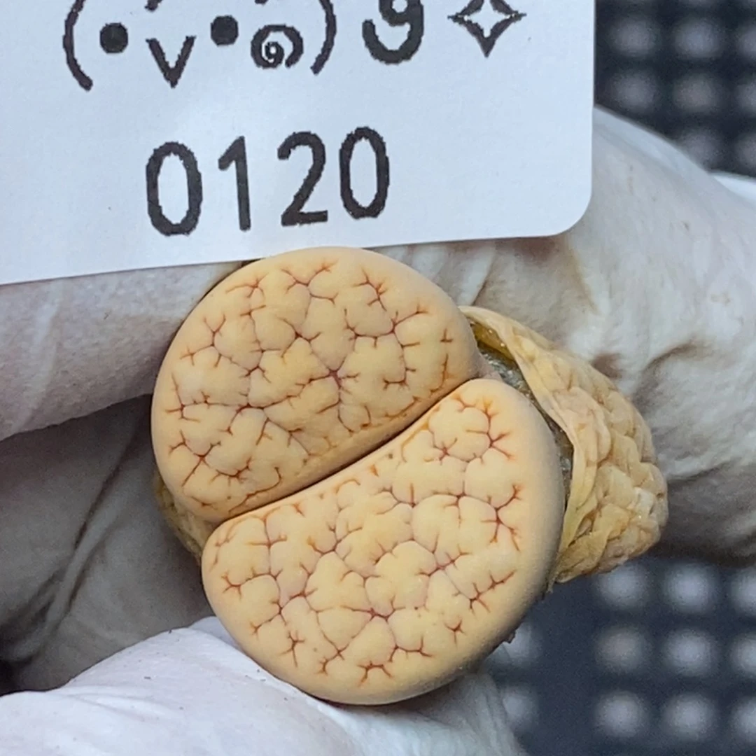 0120。零下拍保温.18包邮.当天凑哦